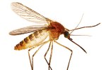Día mundial del mosquito
